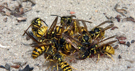 Wasp-&-Bee-control Wasp-&-Bee-control