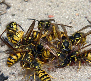 Wasp Control