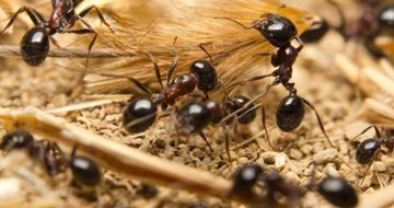 Ant Control