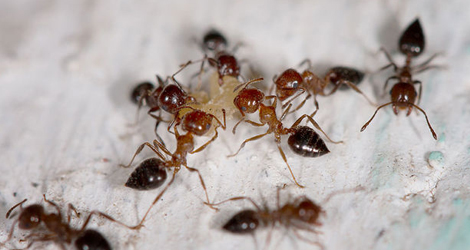 Ant Ant