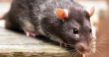 Rat Control