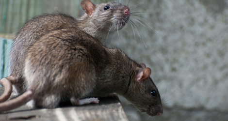 Rodent Control & Removal