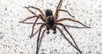 Spider Control