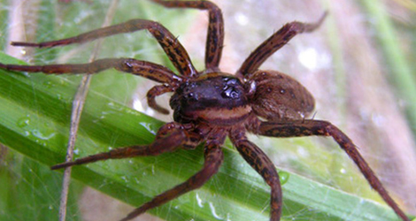 spider