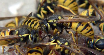 Wasp Control