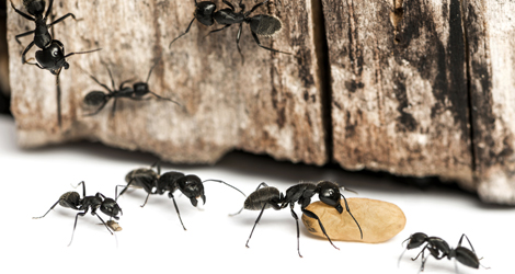 10-Proven-Measures-To-Follow-To-Keep-Ants-Away